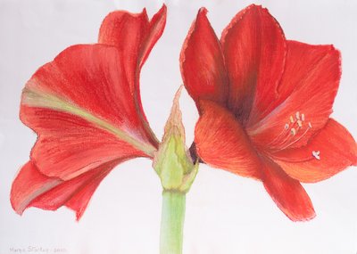 Amaryllis, 2015 door Margo Starkey